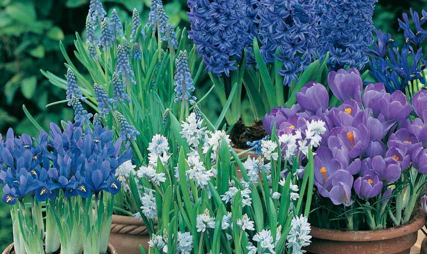 Great Value - only $.49/bulb! Cool Blue Collection - 46 bulbs (Coleccion azul - 46 bulbos) Create an effective color accent in your spring garden with our Cool Blue Collection.