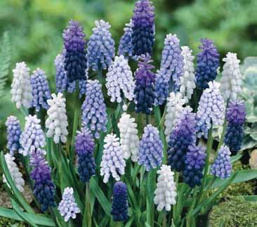 Anemone Blanda Mix, Striped Squill, Glory of the Snow, and Dwarf Iris Reticulata Mix give you a medley of colors and flower forms that lasts from early to late spring.