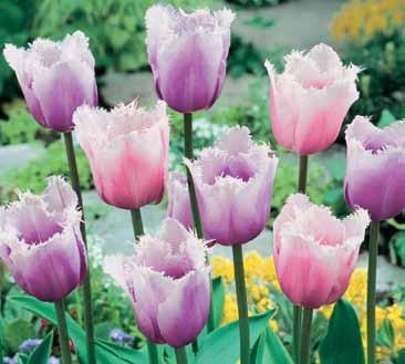 00 H 6-8 Fancy Fringed Purple & Pink Tulip Blend - 7 bulbs (Tulipanes purpuras y rosados - 7 bulbos) Our Fancy Fringed Purple and Pink tulips will bring amazing variety of color and texture
