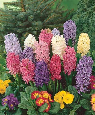 delightful accent planting or beautiful color contrast. #WP111 10 Premium bulbs $6.