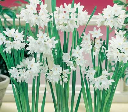All bloom beautifully in late spring and early summer and thrive in almost all conditions. #WP113 15 Premium bulbs $6.