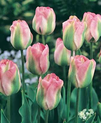 Long-lasting flowers are elegant in arrangements, and add a distinctive touch to tulip beds. WP115 #WP114 10 Premium bulbs $15.