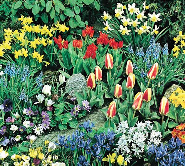 They naturalize easily to provide a welcomed spring spectacle of color year after year. #WP116 15 Premium bulbs $8.