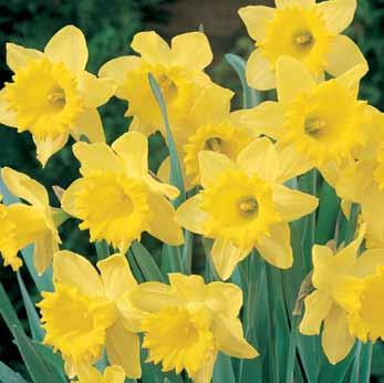 combination of flowering bulbs -- enough to landscape a large open space or to spread around in several smaller