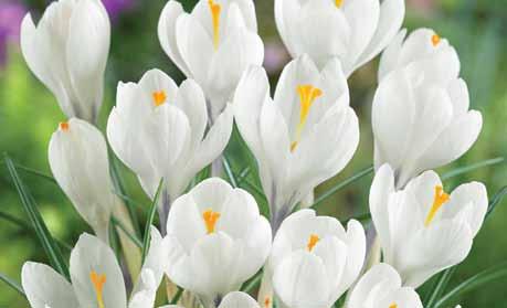 white all spring-long. They multiply amazingly! #WP121 15 Premium bulbs $11.