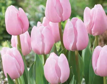 Easily naturalized in clumps and drifts, it compliments most natural garden styles. #WP122 10 Premium bulbs $8.