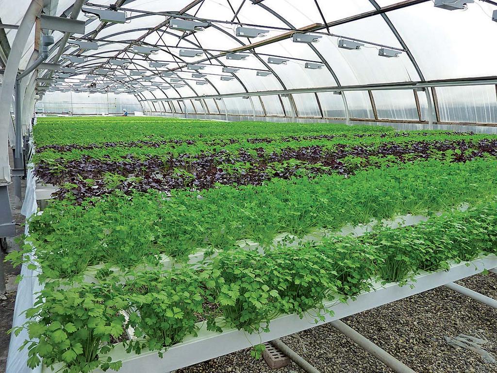 FAMILY FARM HYDROPONICS Sustainability, quality, simplicity, and
