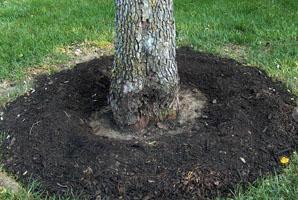 Using Compost 36 Apply finished compost to: Lawns Incorporate before planting Spread a light layer