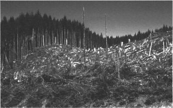 Clearcutting in the Olympic National