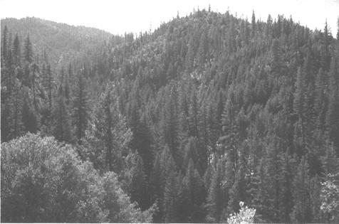 Retention Timber Harvest This timber harvest, combining overstory removal/shelterwood/group selection, on a foreground ridge in the Klamath National Forest, was helicopter logged.