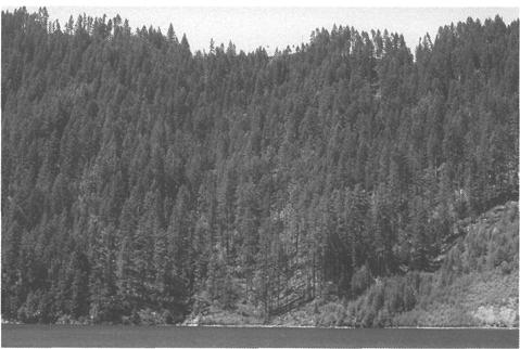 Partial Removal Timber Harvest In this foreground view in the Willamette National Forest, a partial removal cut was made to harvest timber.