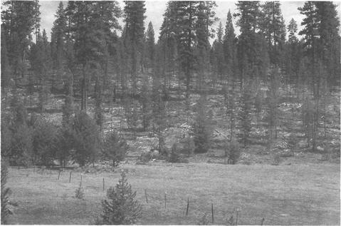 Modification Timber Thinning In the Malheur National Forest, a thinning project in the foreground has altered the landscape.