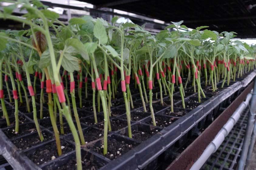 Grafted tomato plants (with eggplant rootstock) are moved from the