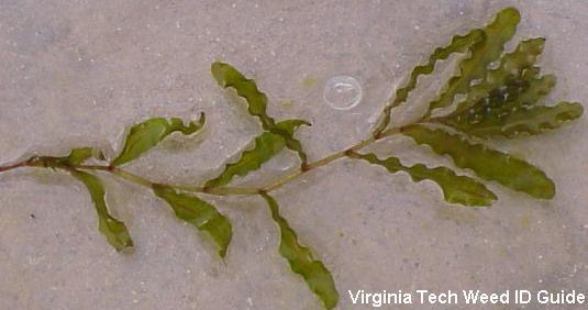 BIOLOGY Curly leaf pondweed is a submersed perennial aquatic plant native to Eurasia, Africa, and Australia introduced into North America about the mid 1800s.