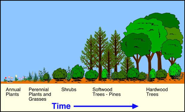 A. How Ecosystem Changes Over Time: Ecological Succession is the term used to refer to changes that take place over time in the types of organisms that live in the area. 1.