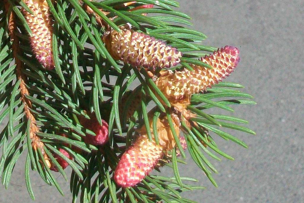 (Pinaceae) abies (P. excelsa), Common Spruce Origin: northern and central Europe.