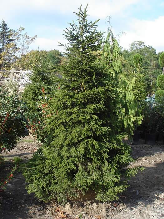 orientalis Native of the Caucasus, where it reaches much larger dimensions than in Europe, it has a very tall, regular conical habit, with well-spaced branches.