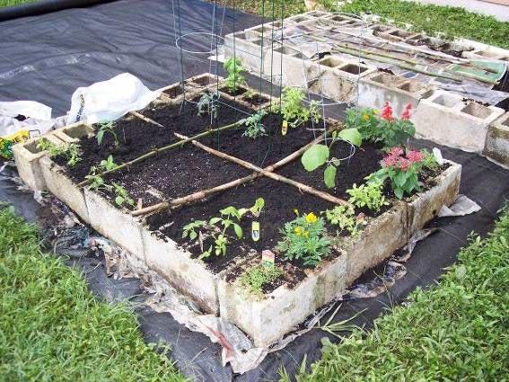 A recently planted fall garden. Planted with transplants (instant gratification!) and seeds. Note: tomato transplants have cages. The black cloth is a woven weed block material.