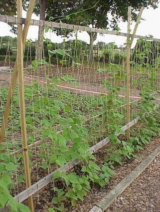 beans, and spinach can be planted 4 plants per square foot.
