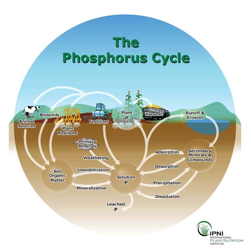Figure 1. The phosphorus cycle. (courtesy of IPNI) The most stable forms of P found in soil ecosystems are relatively insoluble in water.