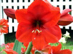 Cub Warm red blooms with strong petals on average size scapes that bear 4 to 6 blooms.