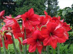 Flowers appear at the end of Spring and continue well into Summer. Papilio The bulb is listed as an evergreen in as much as it doesn't have a full dormancy period as other Hippeastrum do.