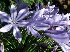 Bloom size is about 15cm and the petals have some frilling toward the throat. Agapanthus Agapanthus, a showy plant with sprays of blue flowers, is a tender perennial popularly used in garden borders.