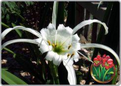 Hymenocallis x festalis Again choose a common name that you like, 'Sacred Lily of the Incas', 'Ismene', 'Spider Lily', 'Peruvian Daffodil' or 'Sea Daffodil' and let the fine fragrant white flowers of
