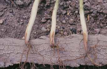 Know how. Know now. Soilborne Root and Stem Diseases of Dry Beans in Nebraska Robert M.