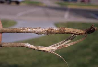 Symptoms on dry beans in Nebraska include reddishbrown cortical lesions similar to those of early Fusarium root rot infections.