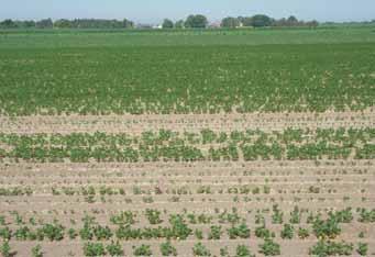 Root rot severity is dependent upon cropping history, plant spacing, and other stress factors such as drought, soil compaction, or flooding (causing oxygen