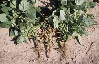 High plant populations, improper cultivations, other soilborne pathogens, and some herbicides also may induce injury to roots, providing additional stresses for the Fusarium root rot pathogen to