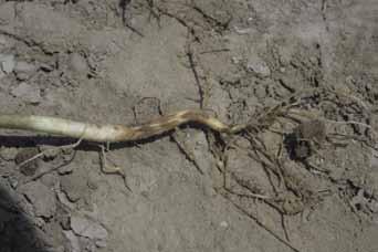 Rhizoctonia Root Rot Cause: Rhizoctonia solani Rhizoctonia root rot is a common disease of beans worldwide.