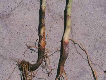 United States. Losses in Brazil, in conjunction with Fusarium root rot, have been documented to approach 60 percent.