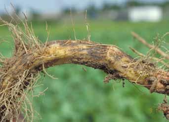 Inoculum concentration will increase if susceptible crops are continually cropped, including beans, potatoes, and sugarbeets.