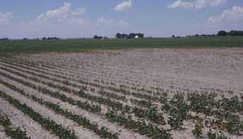 Large area of dry bean field where water stood for extended periods affected by Pythium root rot.