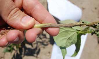 Plant in warm (>60 F), moist soil to enhance rapid germination. Minimize root damage during cultivation.