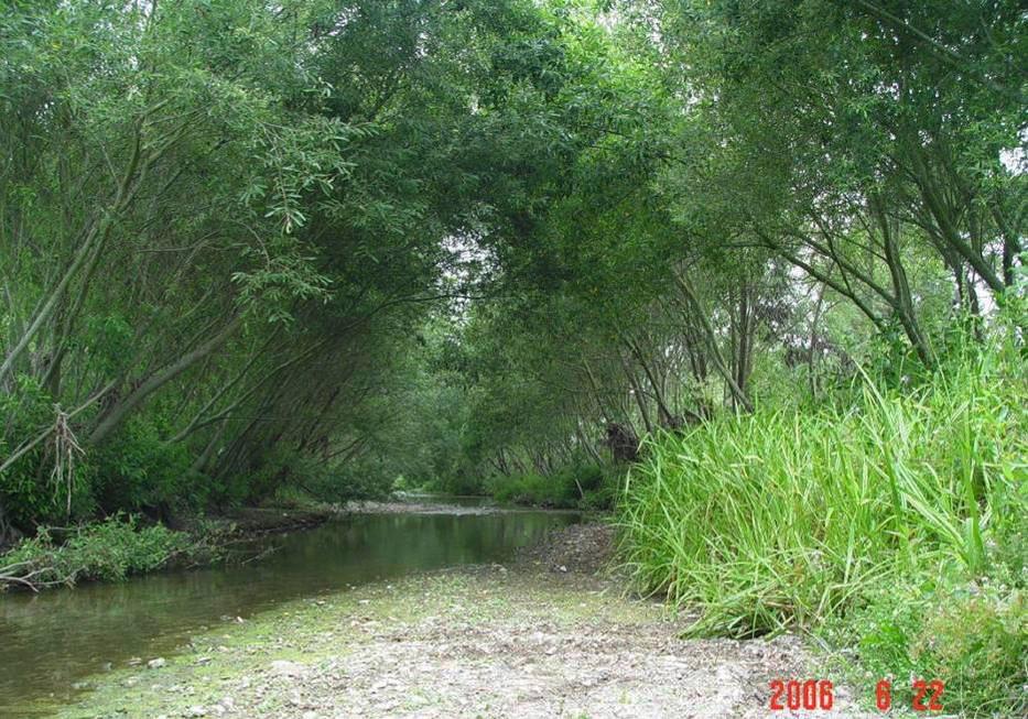 Note that the thinned and pruned willows continue to provide near closed-canopy shade for creek, while remaining open near base, facilitating water movement during heavy flows.