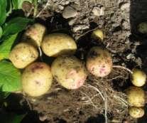 Late Season Potatoes_ 90-110 days Yukon Nugget Skin 90-100 Days Yukon Nugget is similar to Yukon in with Pink Eyes Rio Grande Russet Skin Firm, Waxy appearance, flavor and texture but with several