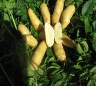 Austrian Crescent sets a prolific number of crescent shaped tubers that can reach up to 10 long! Plants will get large and tend to sprawl.
