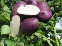 EARLY With Red Viking as one of its parents, Purple Viking shares some characteristics of red-skinned potatoes including flavor, texture and earliness.