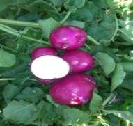This variety will produce approximately a dozen uniform tubers on small, compact plants. Chieftain will deliver a hearty set of medium-large, uniform, round tubers on large plants.