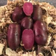 Late Season Potatoes_ 90-110 days Raspberry Skin Burgundy 90-100 Days NEW FOR 2018! Raspberry is new to the market for this year.