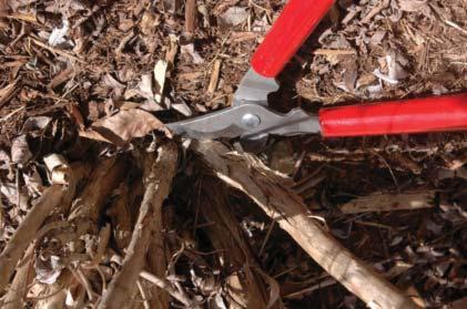 A curved blade- or keyhole-type saw or lopper works very well when FIGURE 2. Example of shrub growth habit with one or a few main branches.