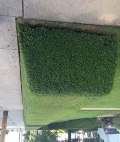 the top so it is narrower than the base (Figure 11). FIGURE 11. Formal hedges.
