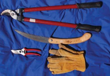 Pruning Equipment Generally for shrub pruning, you need at least three tools a by-pass hand pruner, a lopper and a nice pair of leather gloves (Figure 13).