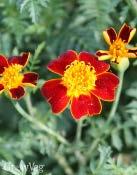 Marigold TAGETES tenuifolia 'Red Gem' Plant Type - Annual Sun Exposure - Full Sun, Partial Sun Height - 8"-10" / 20.