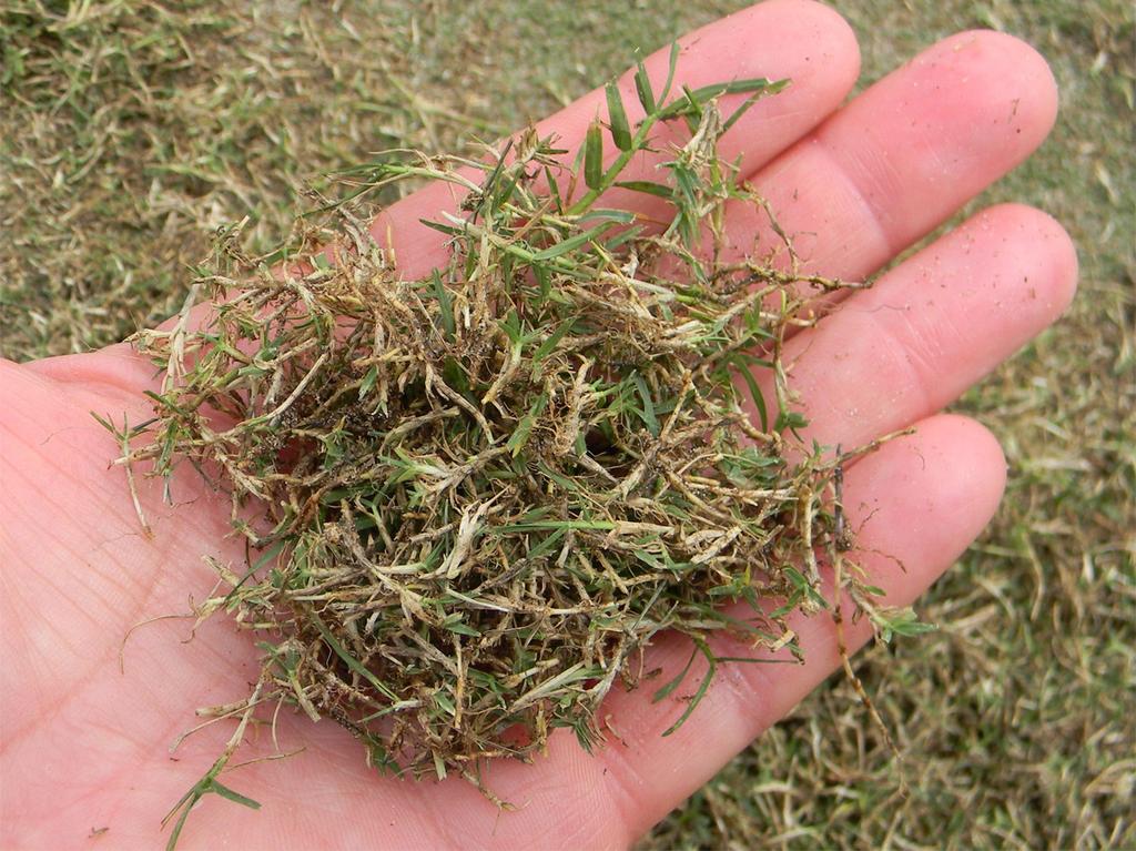 Seeded bermudagrasses can be established from seed, sod, and sprigs (vegetative stems). Vegetative bermudagrasses can be established only from sprigs or sod.
