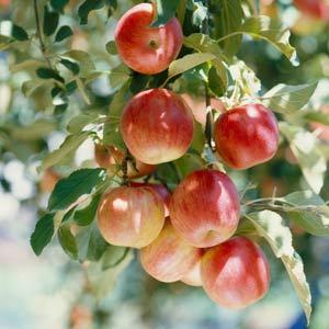 Different varieties have different needs Fully-bearing, average-sized mature trees in the home orchard should be fertilized at the rates