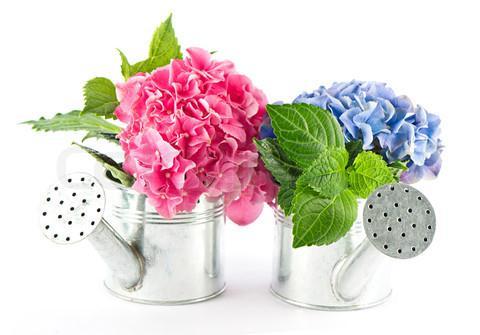 Add the following to the soil: For hydrangea blooms to be blue- lower ph A fertilizer low in phosphorus and high in potassium is helpful in producing a good blue color-25/5/30 A solution of 1 Tbsp